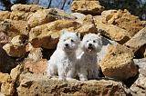 WESTIE 013
